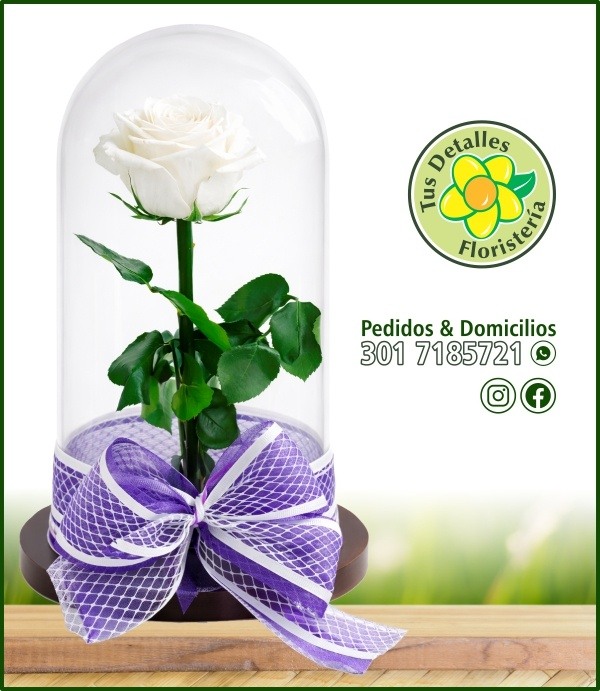 Rosa Inmortalizada / $160.000