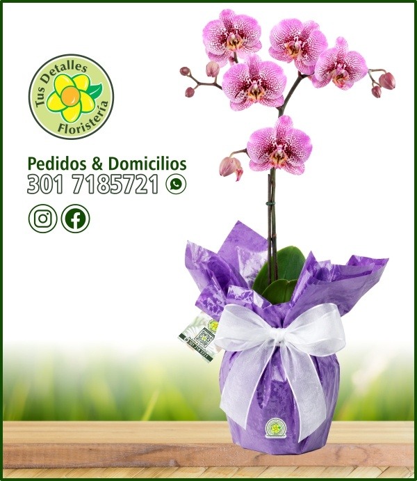 Planta Orquídeas Condolencias / $120.000
