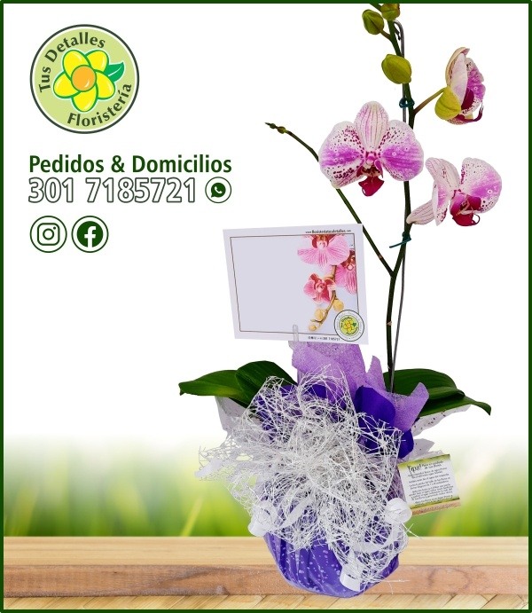 Planta Orquídeas Condolencias / $98.000