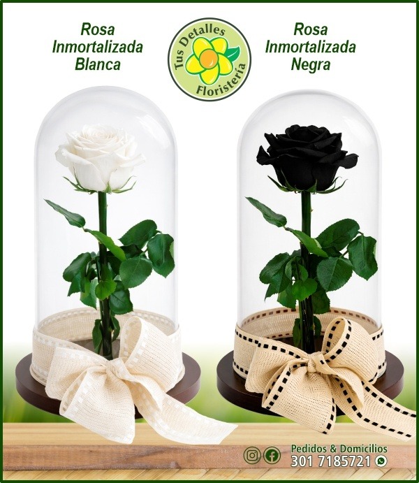 Rosa Inmortalizada / $160.000