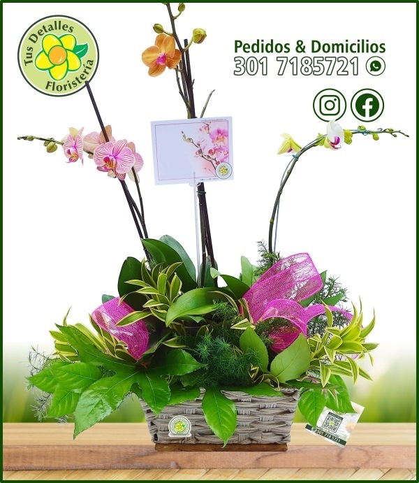 Arreglo 3 Plantas Orquideas / $345.000