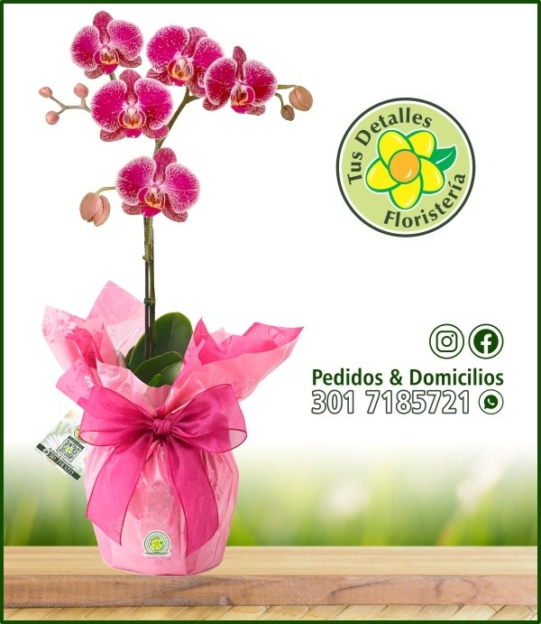 Planta Orquidea Empacada / $120.000