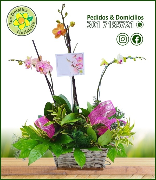 Arreglo 3 Plantas Orquideas / $345.000