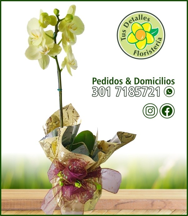 Planta Orquidea Empacada / $120.000
