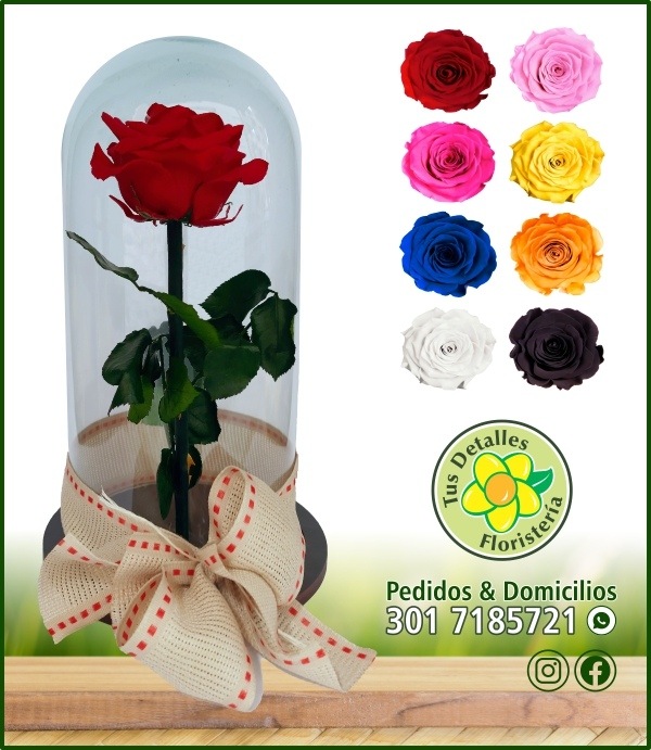 Rosa Inmortalizada, roja, rosada, fucsia, amarilla, azúl oscuro, naranja, blanca, negra.