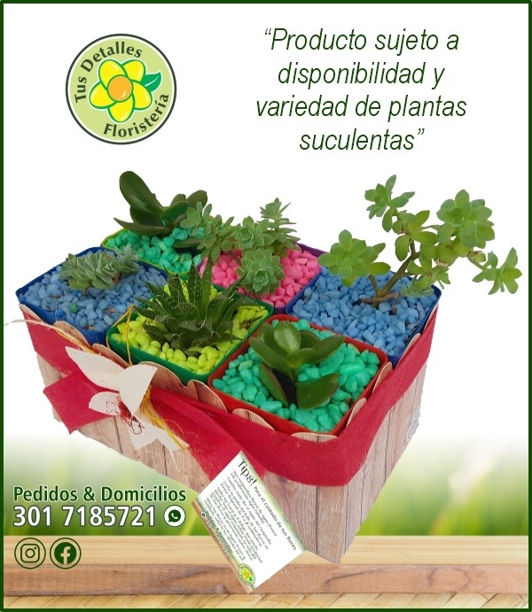 Caja 6 Suculentas / $65.000